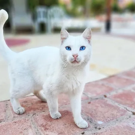 Css Cheerful Smart Superior 2bd Townhouse Limnaria Gardens Nyaraló Paphos