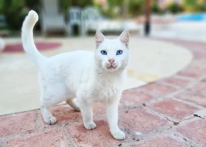 Css Cheerful Smart Superior 2bd Townhouse Limnaria Gardens Сasa de vacaciones Paphos